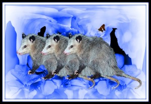 Party Of Possums